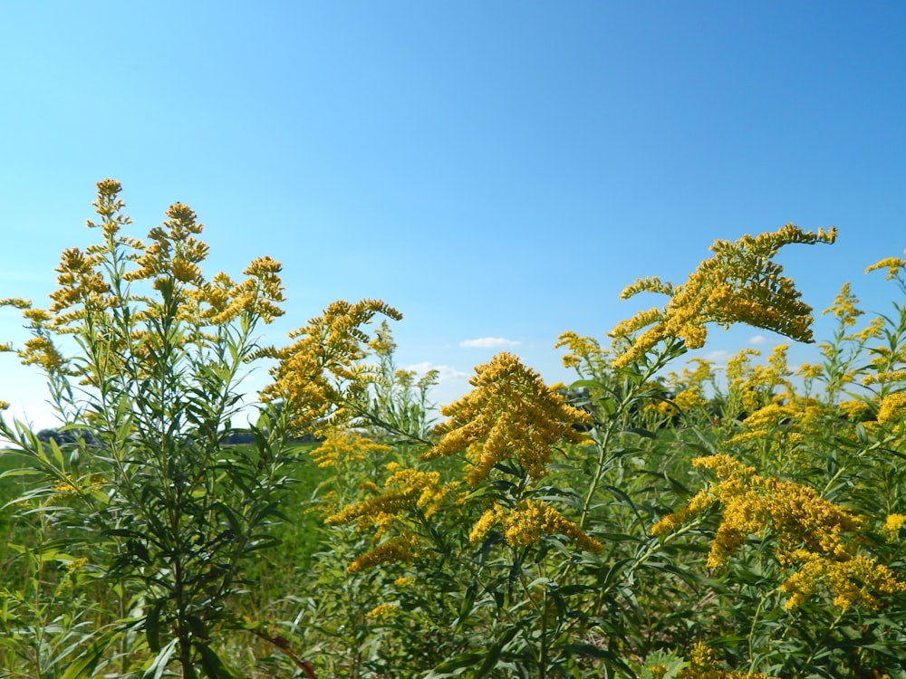 a group of trees with yellow flowers