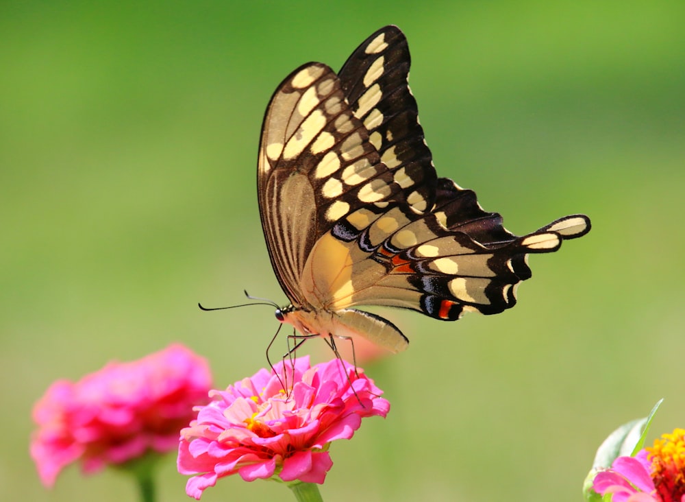 花の上の蝶