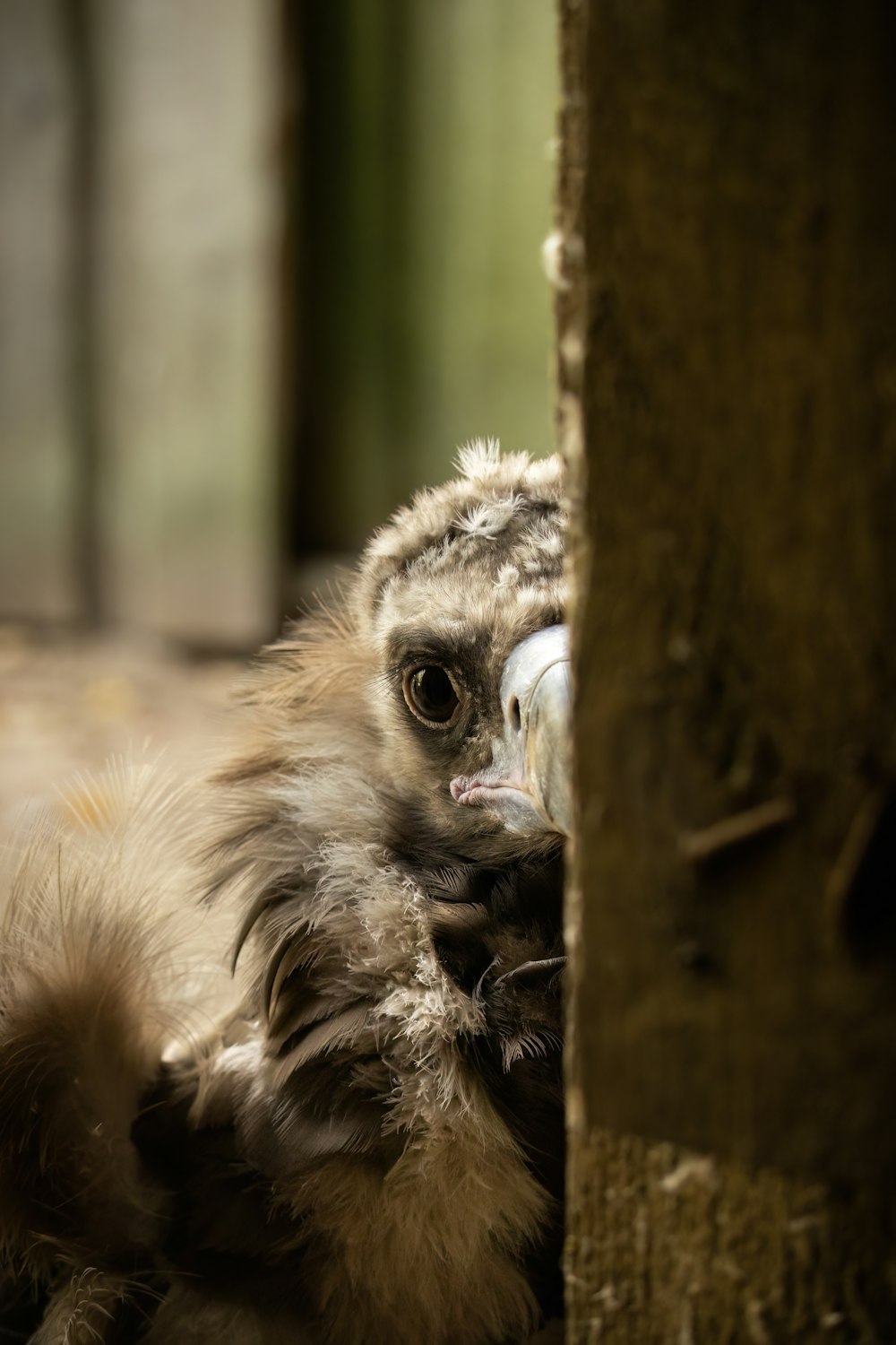 a small animal looking at the camera