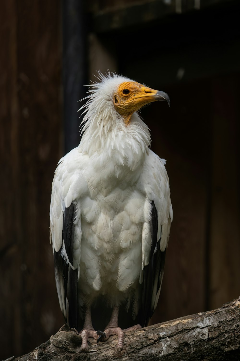 a white and yellow bird
