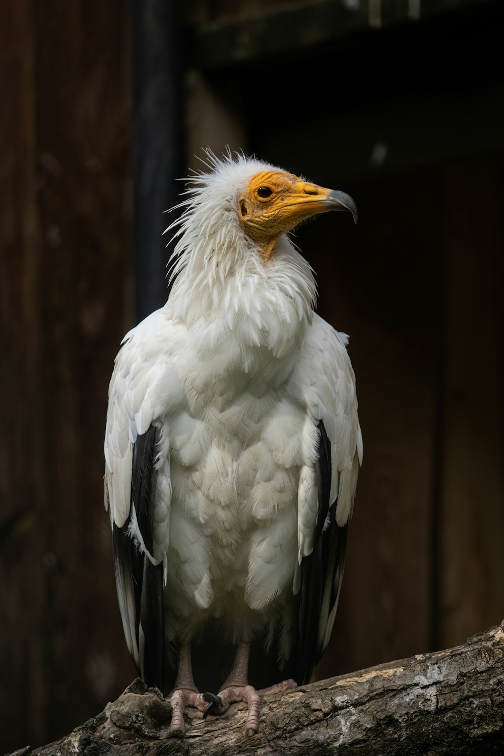 un pájaro blanco y amarillo