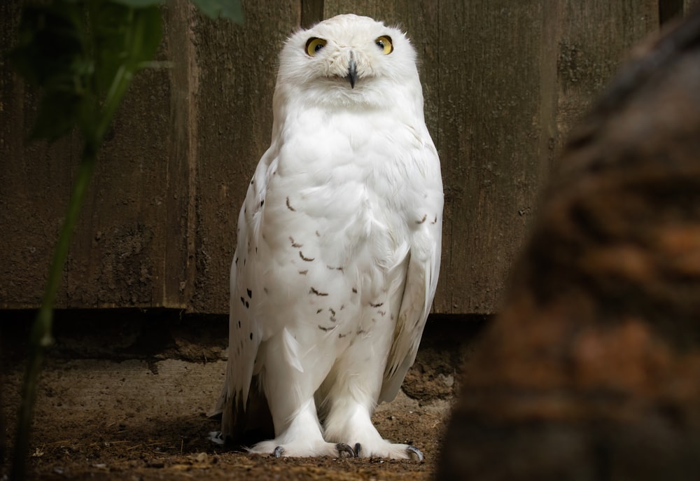 Un búho blanco parado sobre la tierra