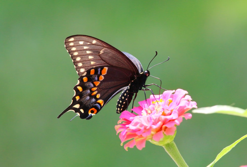 a butterfly on a flower