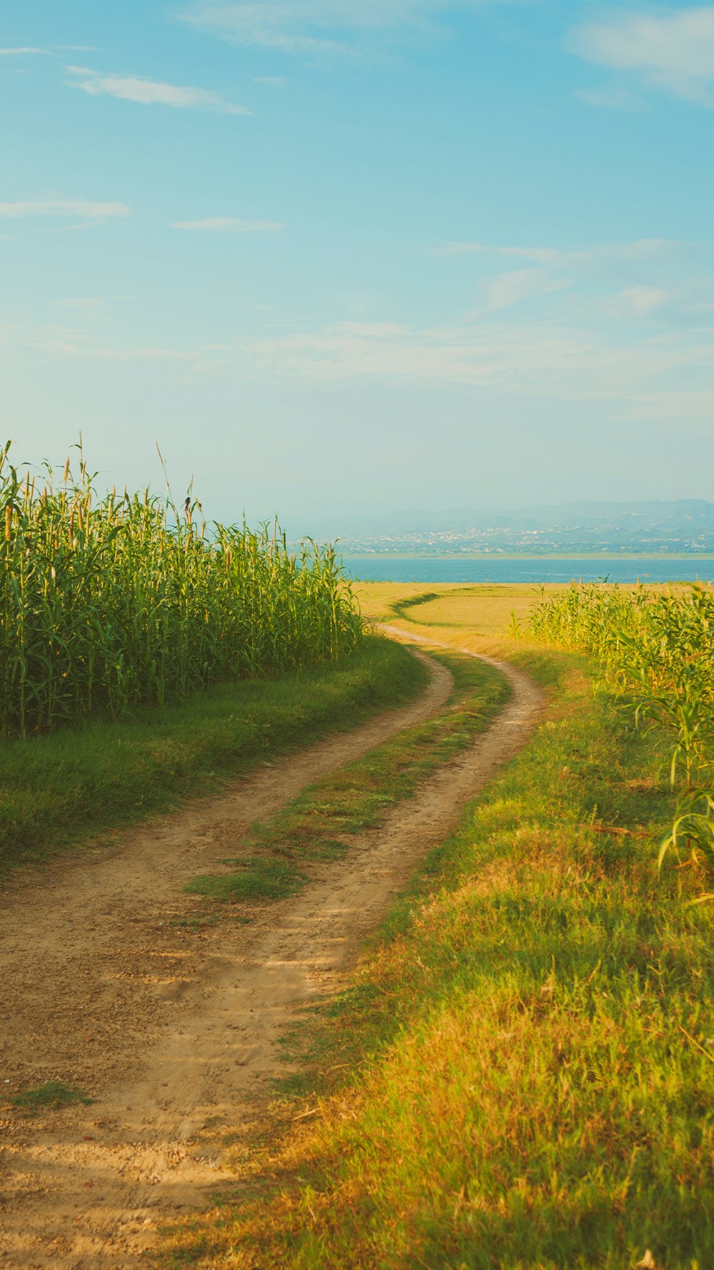 a dirt road through a field