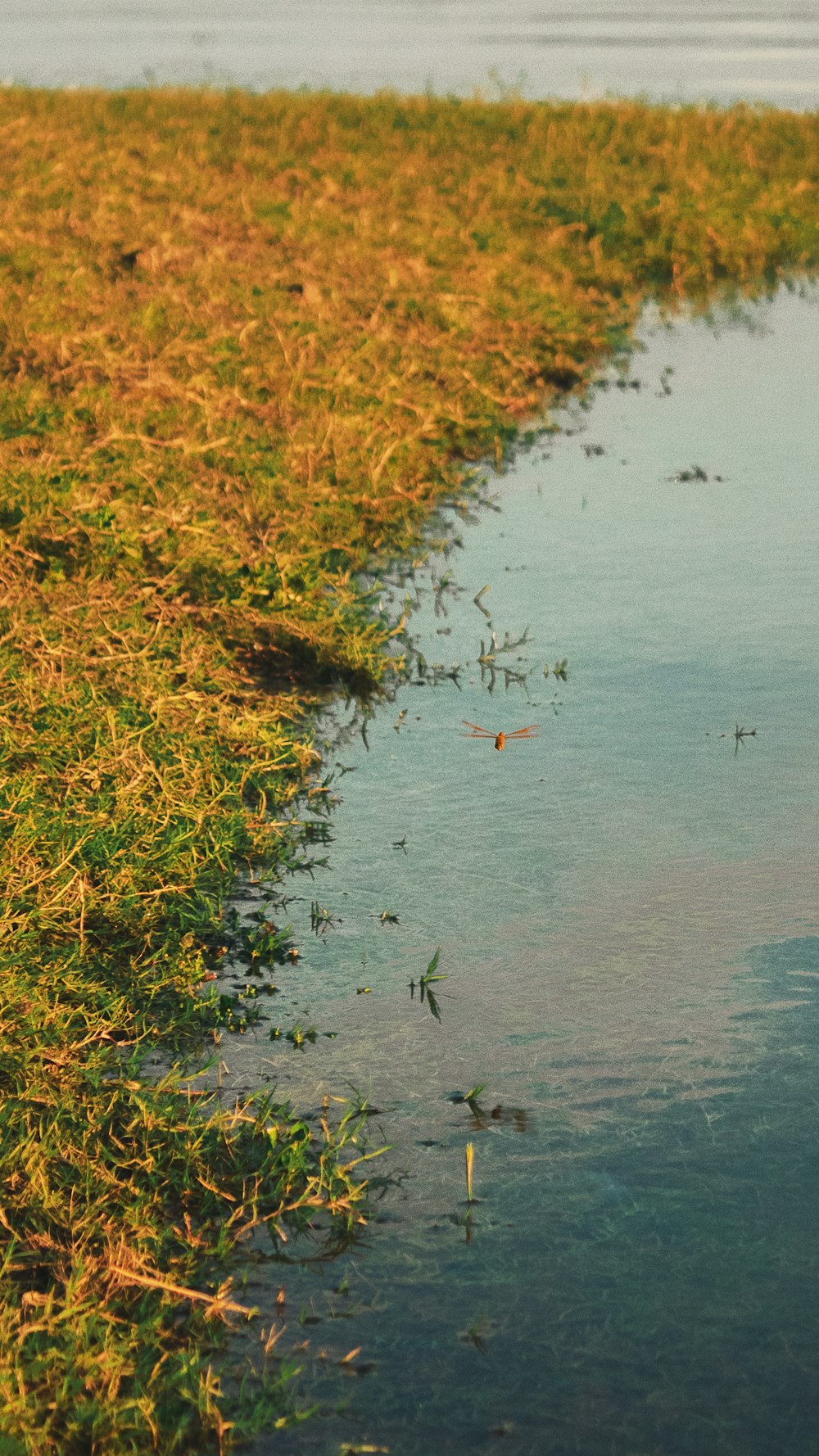 a body of water with grass and trees around it