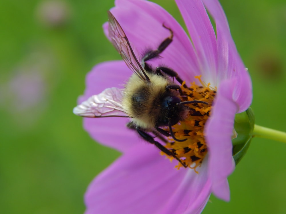 a bee on a flower