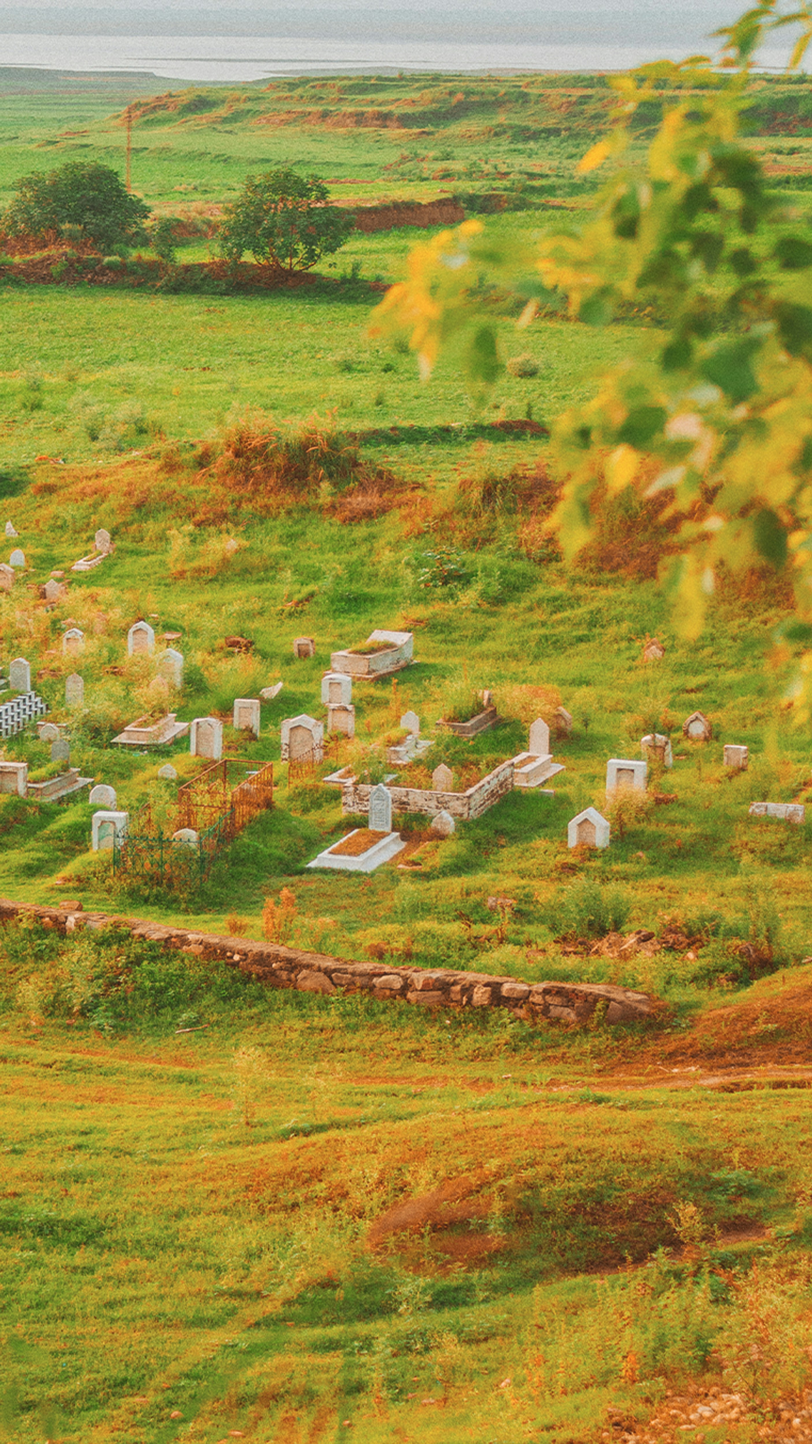 un paesaggio con alberi ed edifici