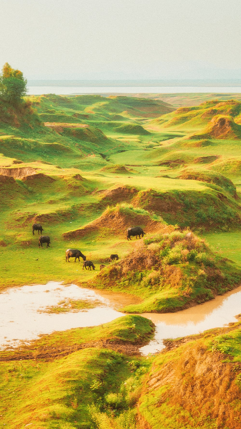 a group of animals stand in a grassy field