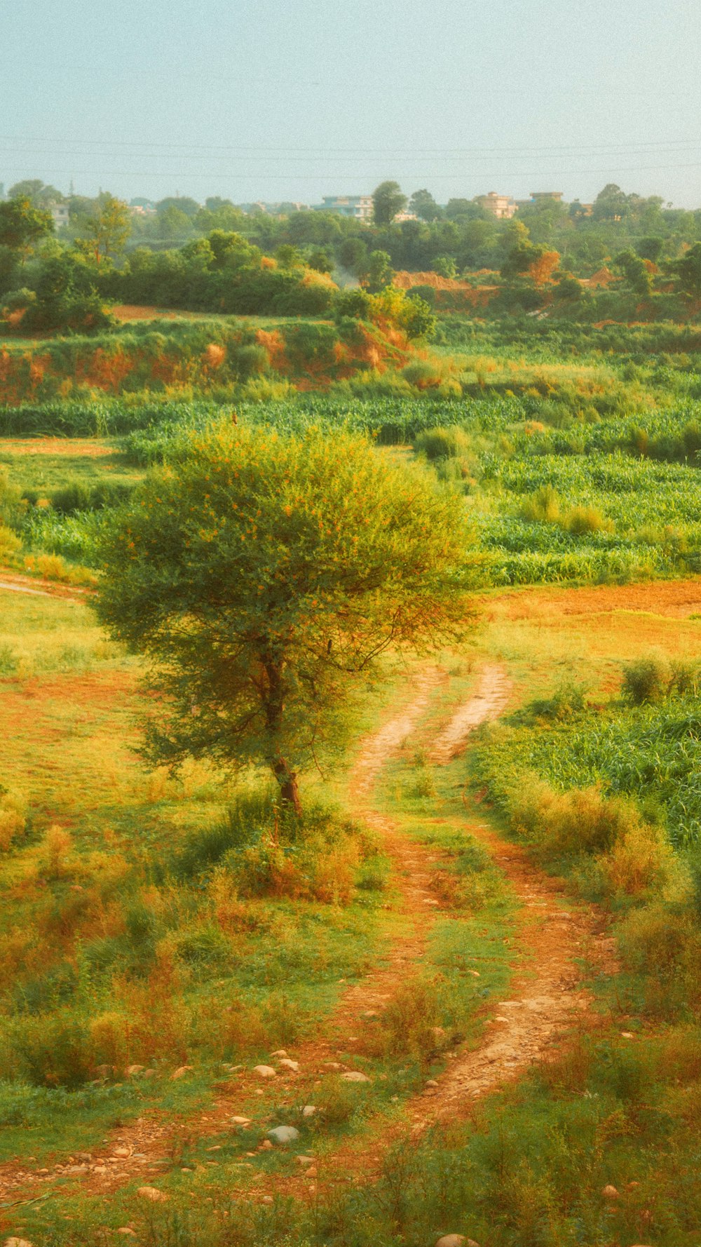 a tree in a field