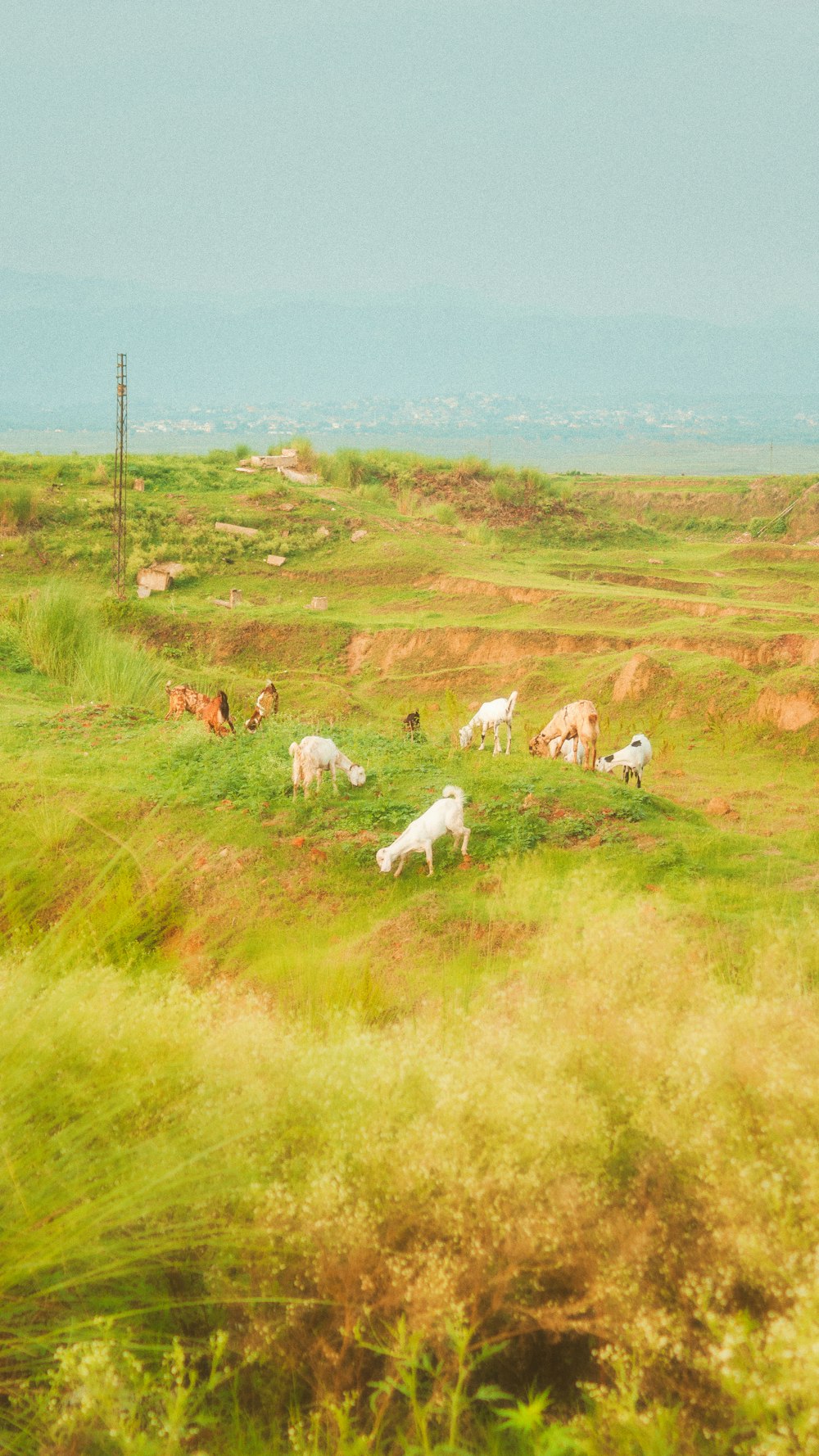 a group of animals stand in a grassy field