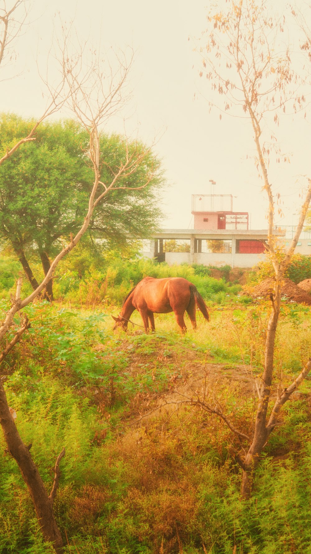 a brown elephant in a field