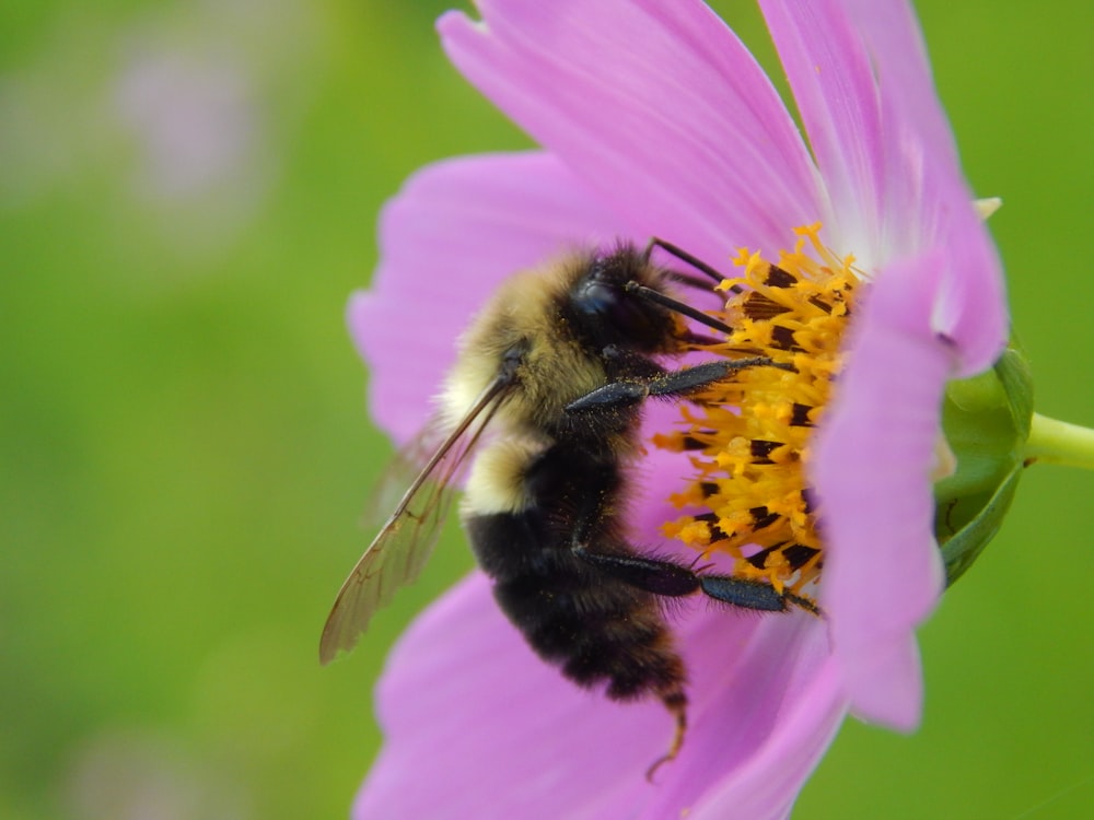 a bee on a flower