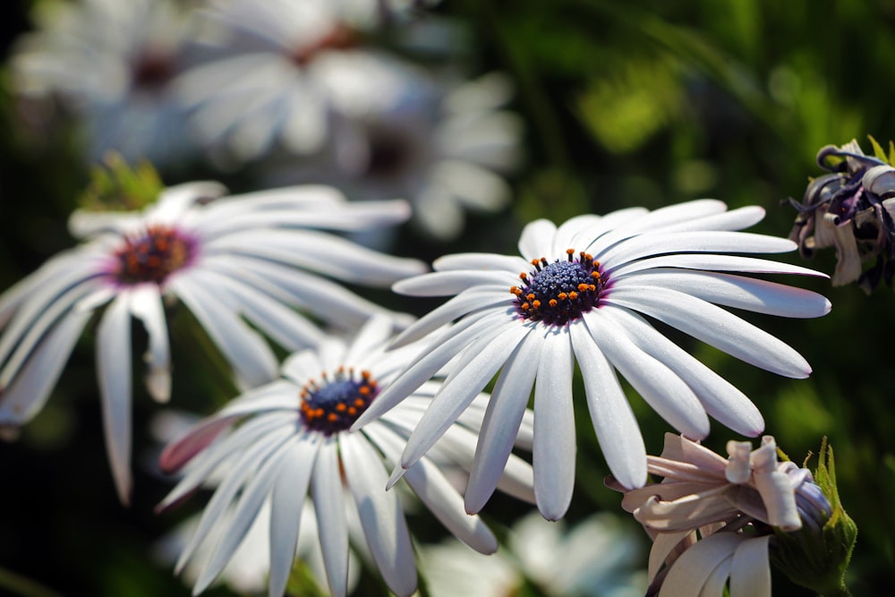 a group of white flowers