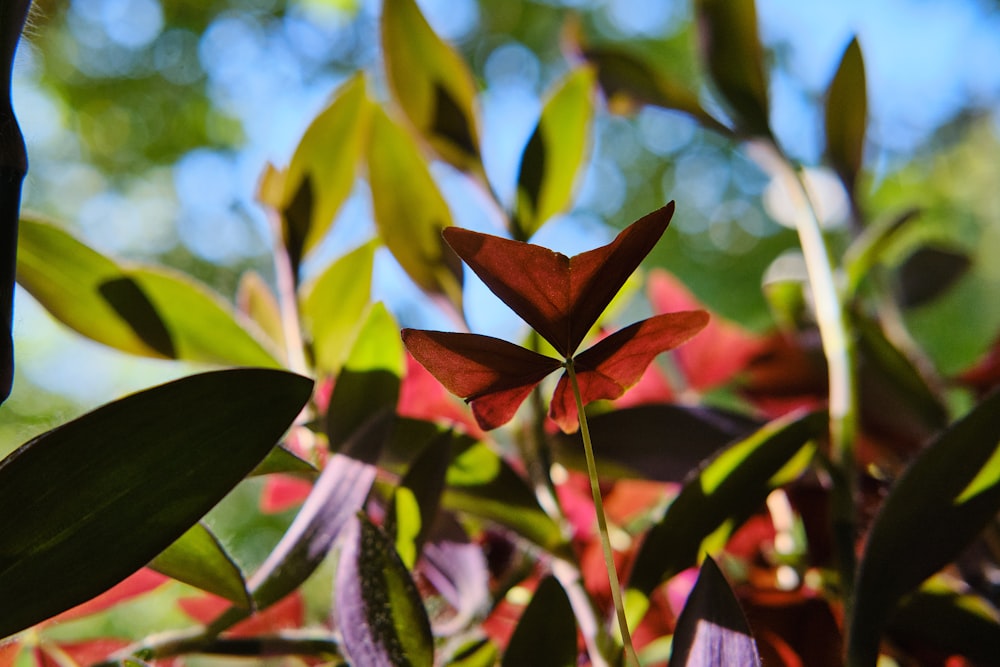 a close up of a flower