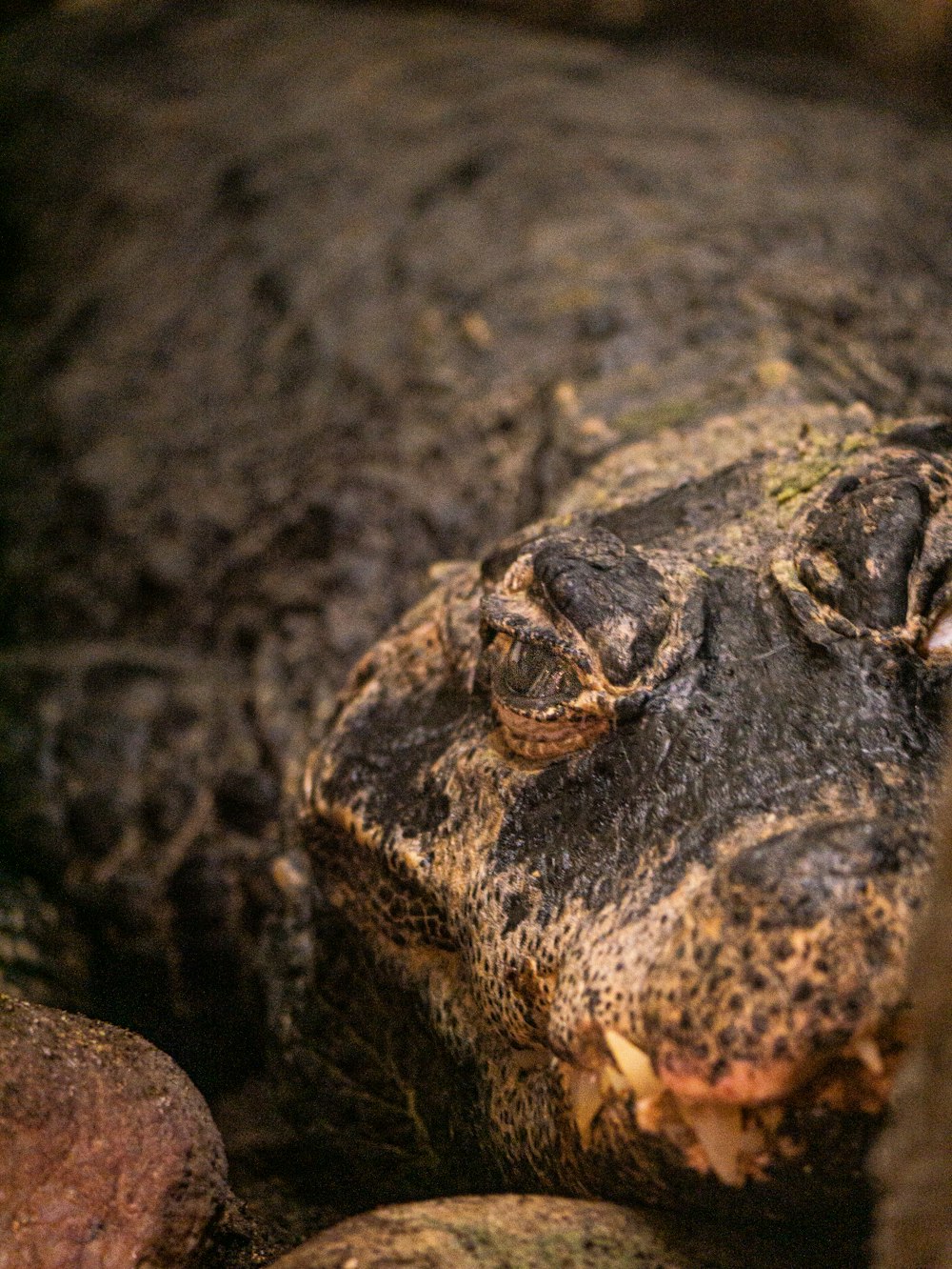 a close up of a lizard