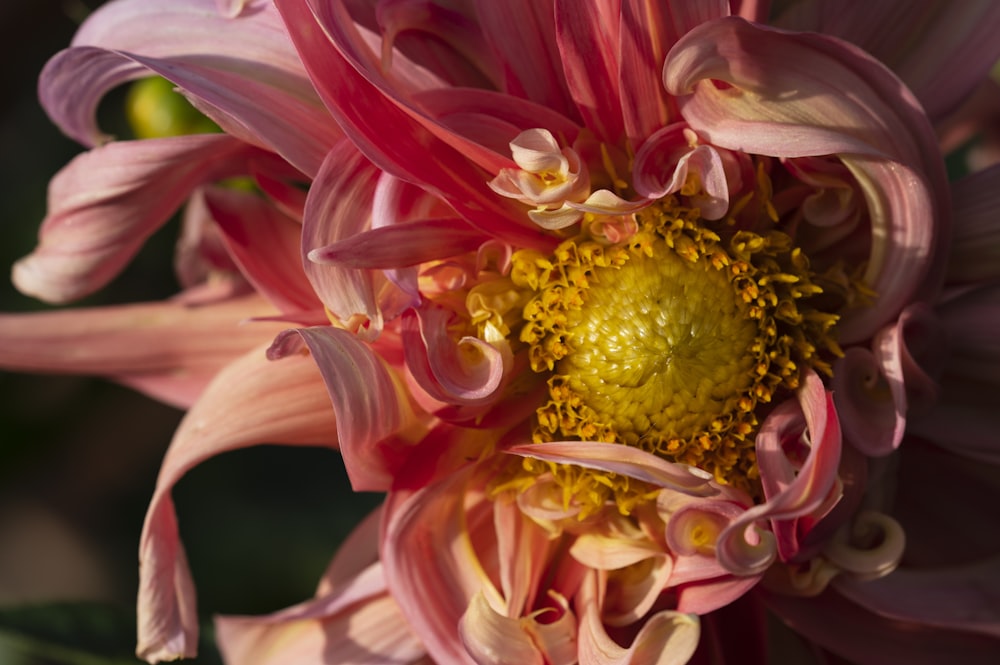 a close up of a flower