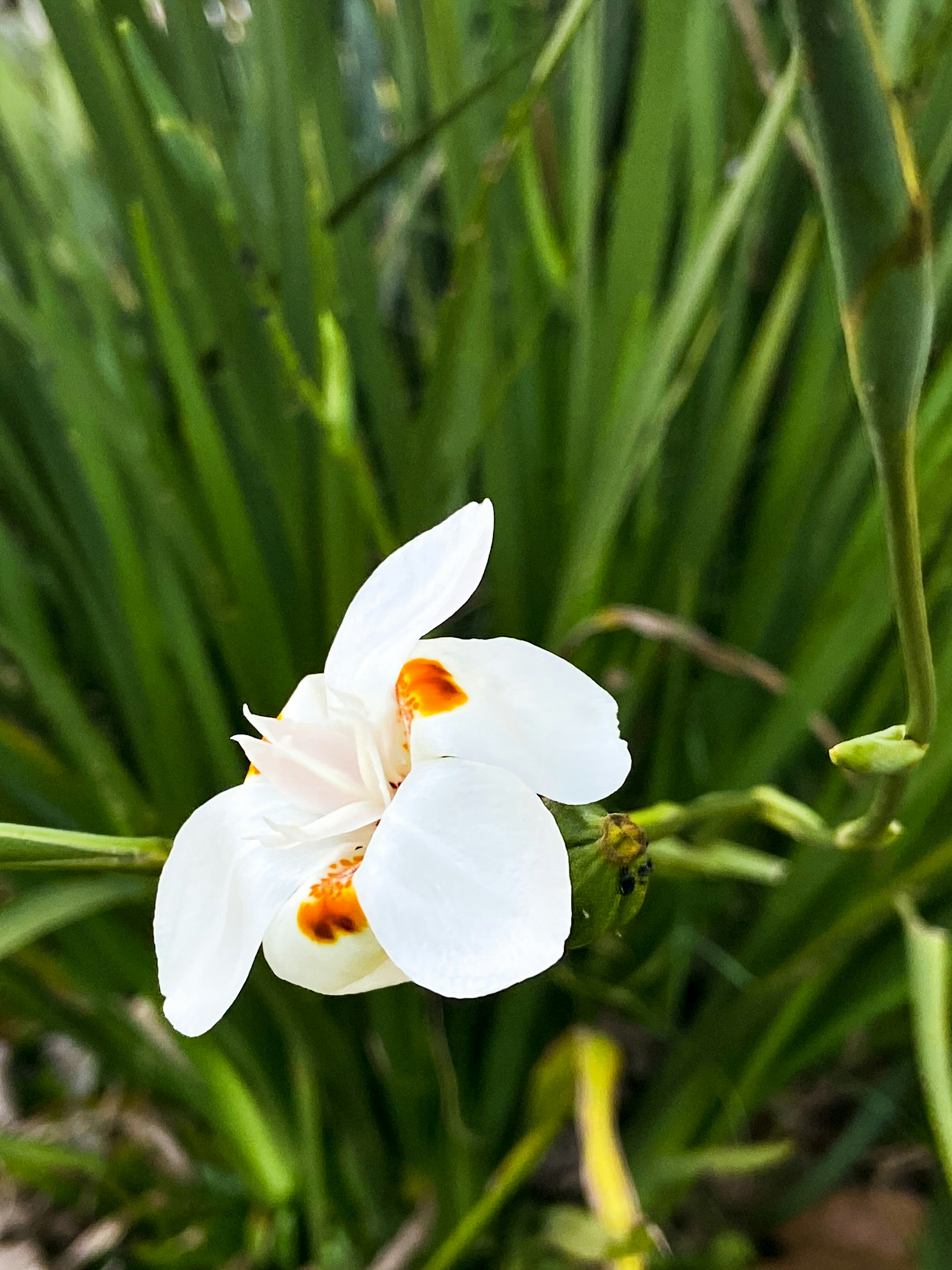 a white flower with a ladybug on it