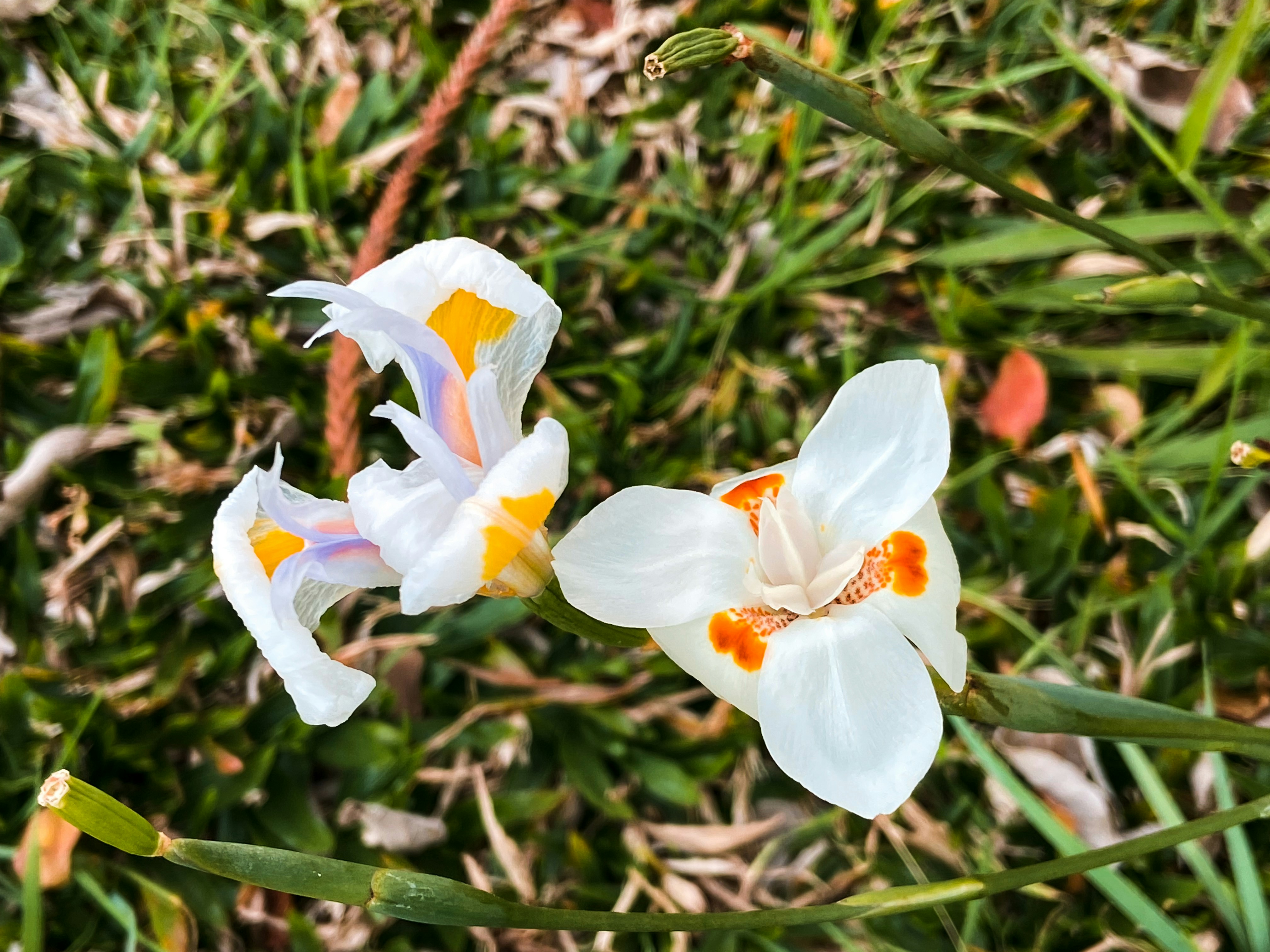 a group of flowers