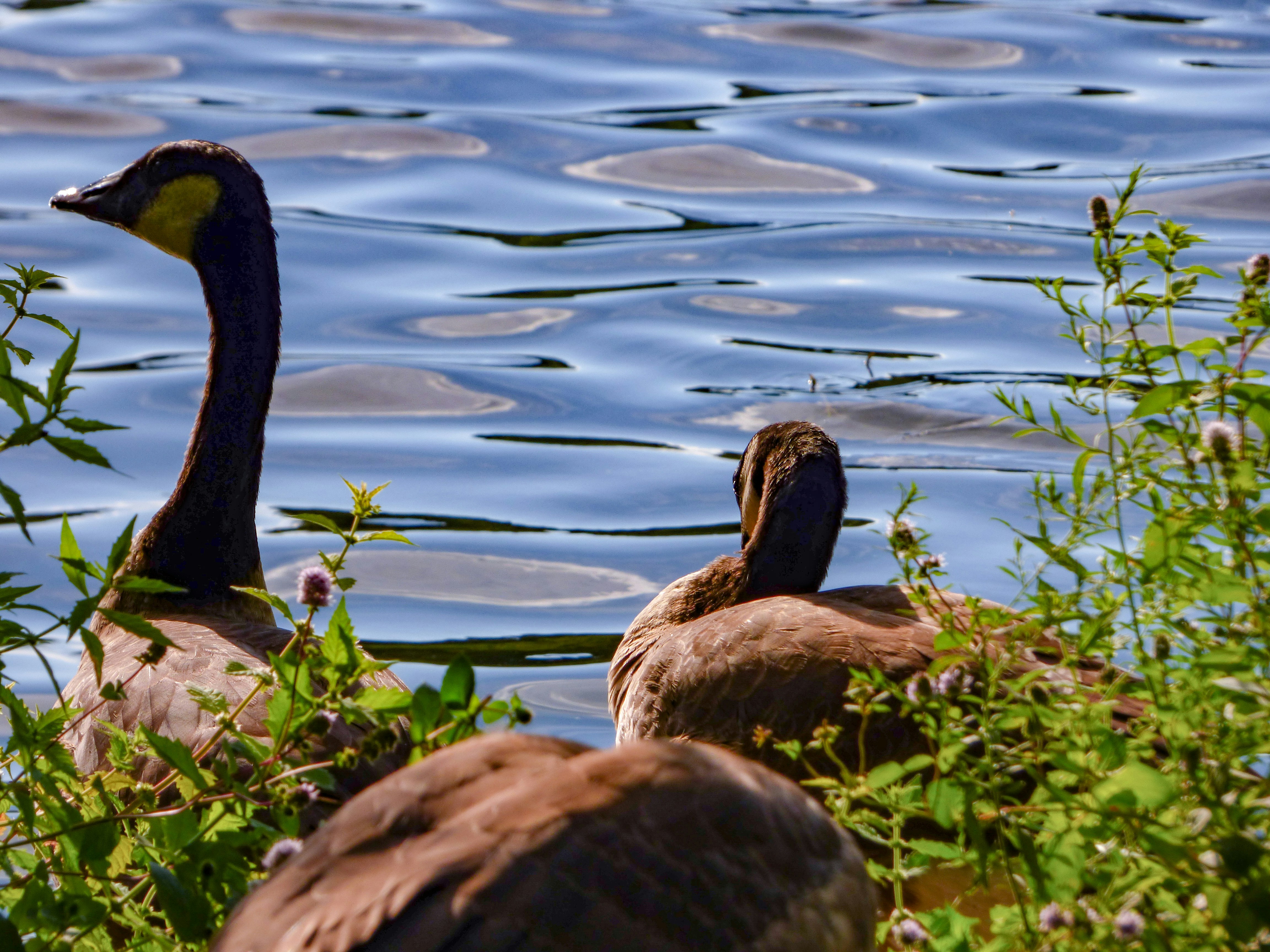 Photo by eirenethoms