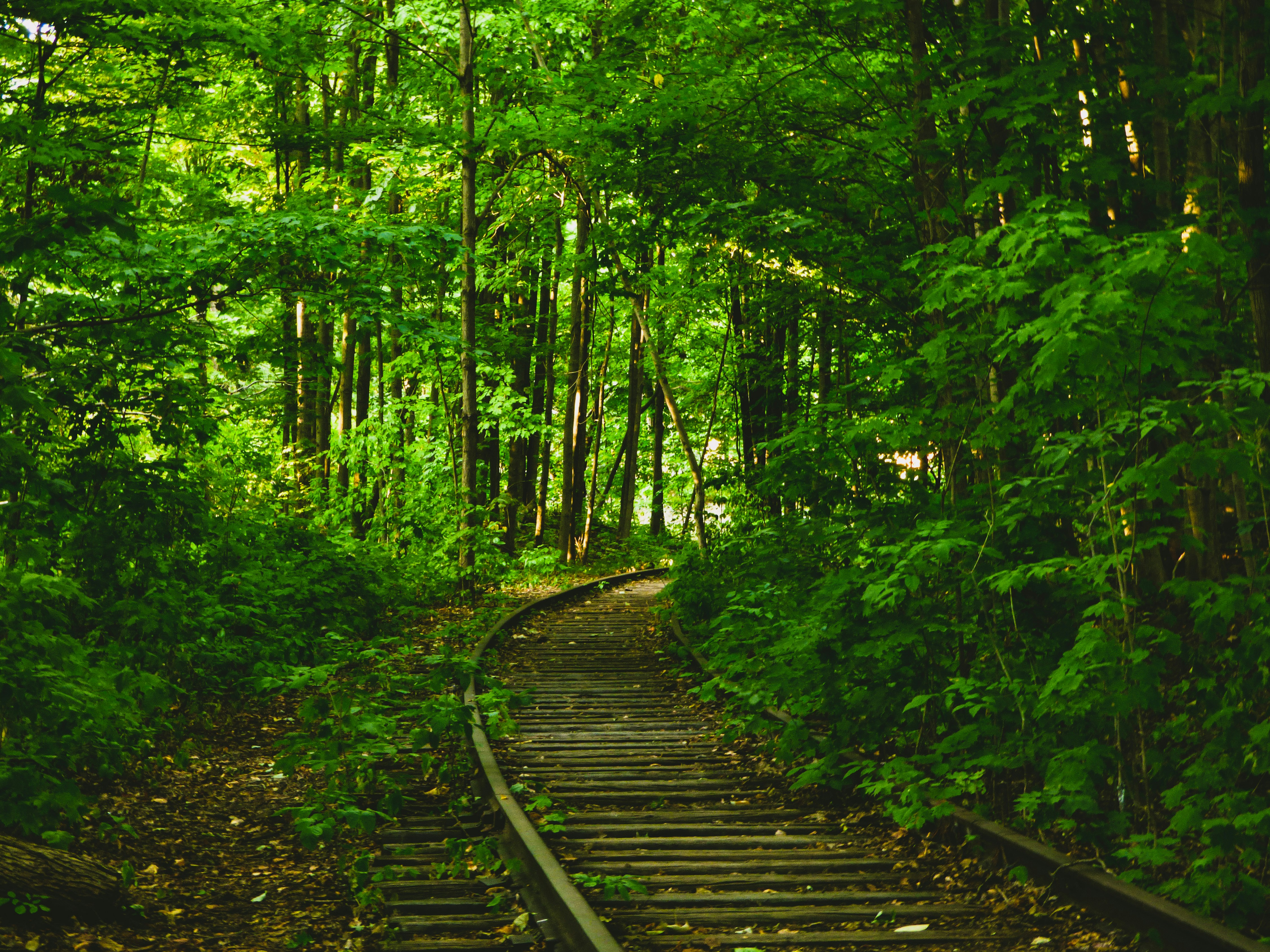 a wooden bridge in a forest