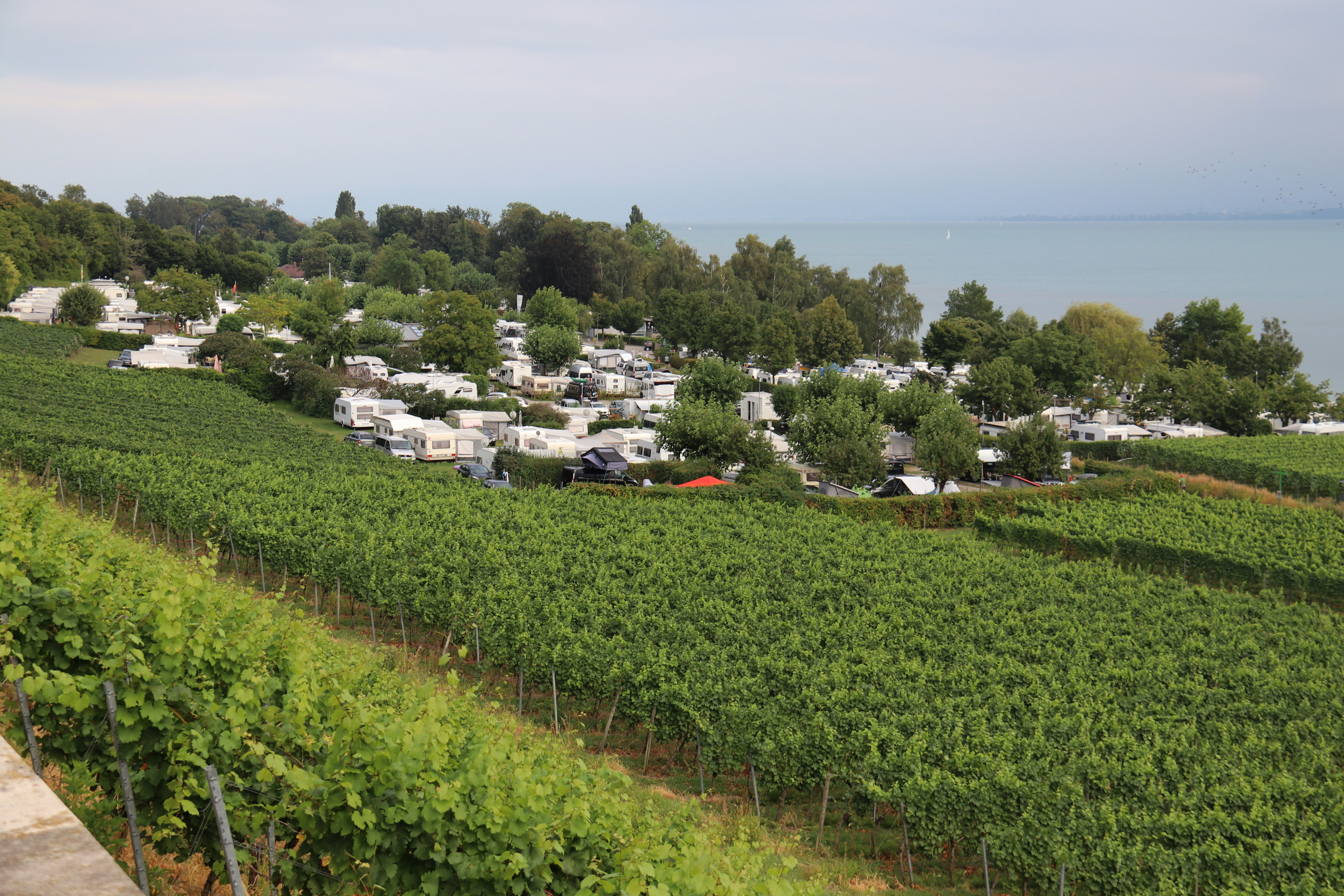 Un campo verde con árboles y casas