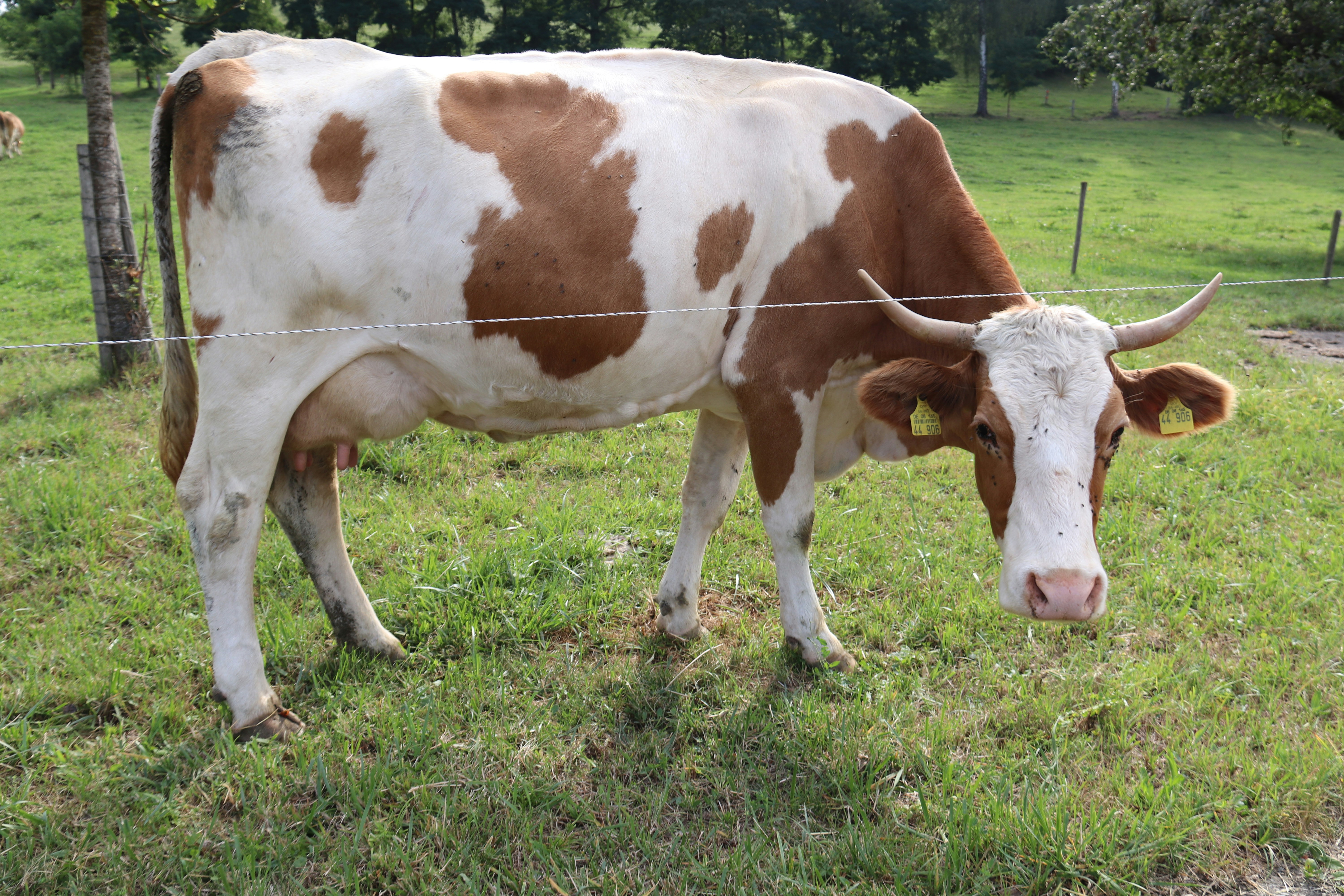 Photo by shalevcohen