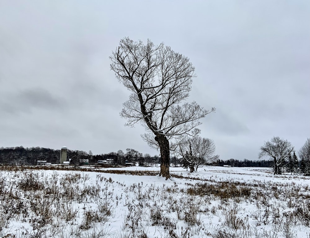 a tree in a field