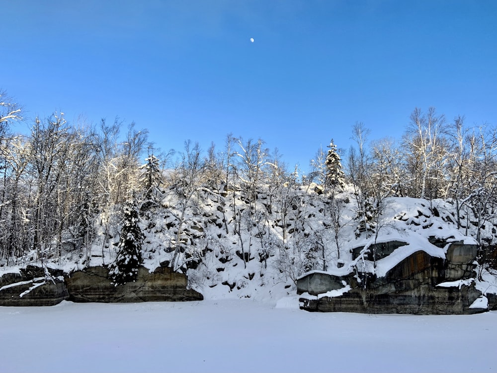 a snowy landscape with trees