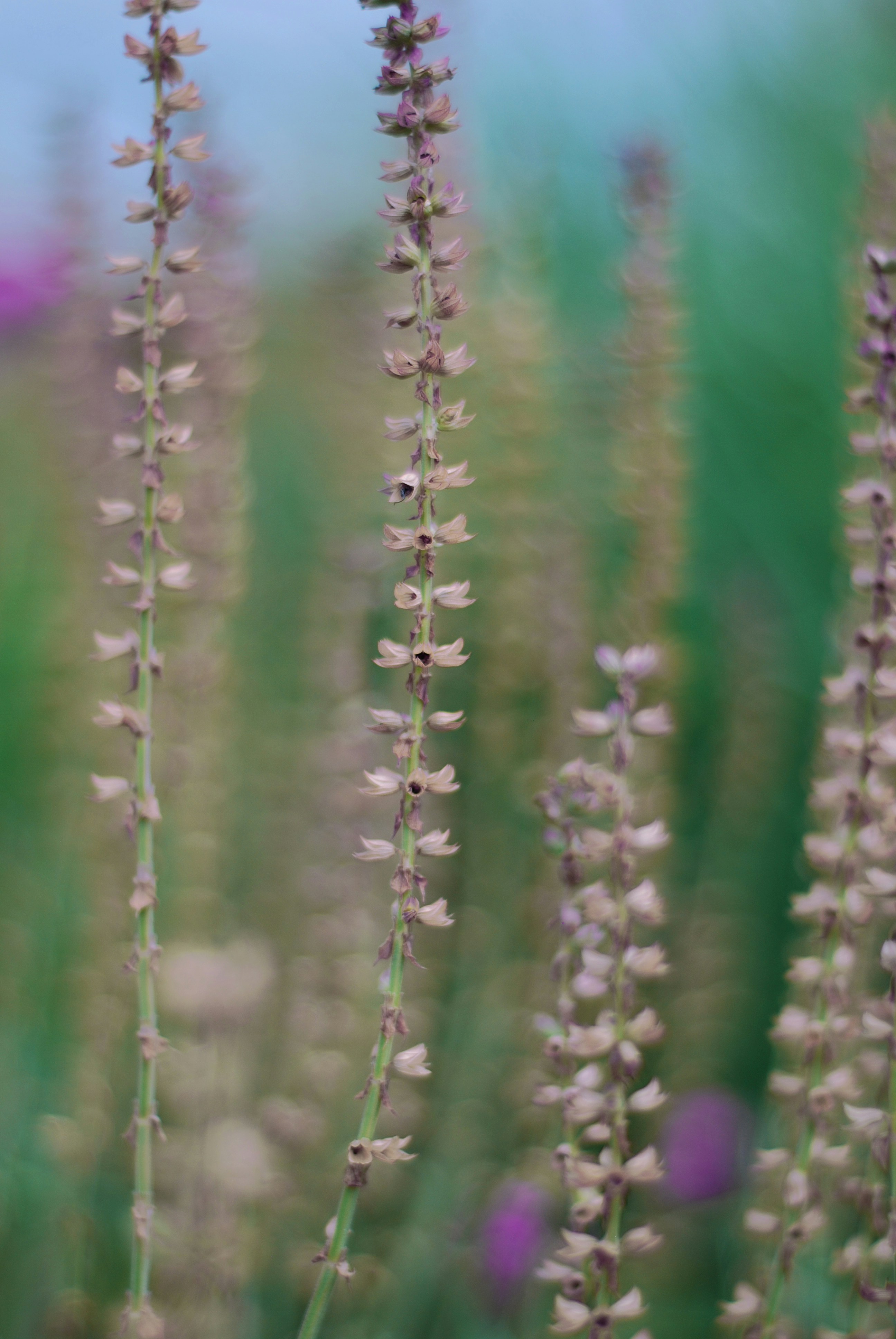 Photo by kovalskihelga