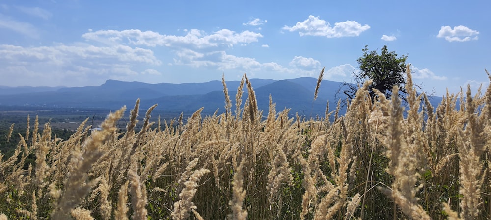 Un campo di grano con le montagne sullo sfondo