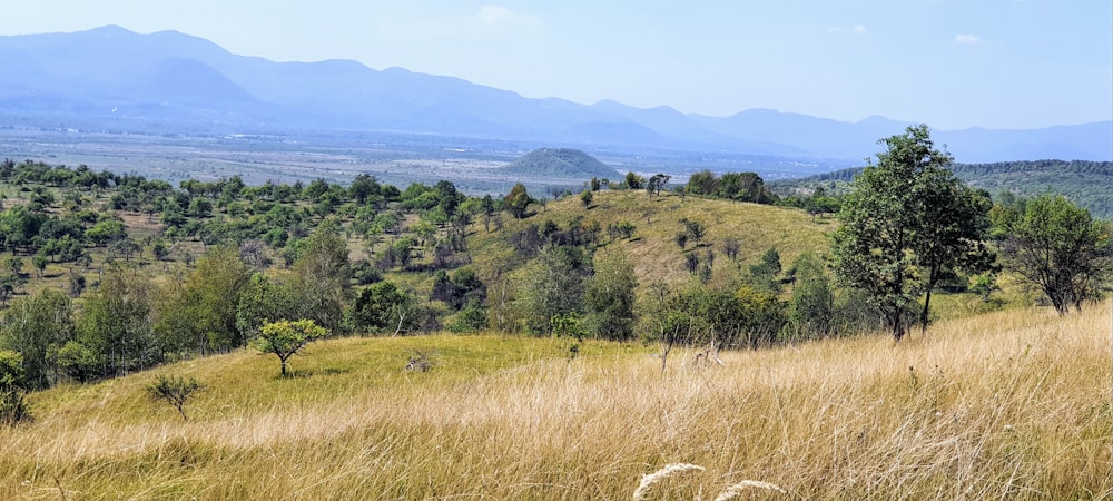 a grassy area with trees and hills in the background