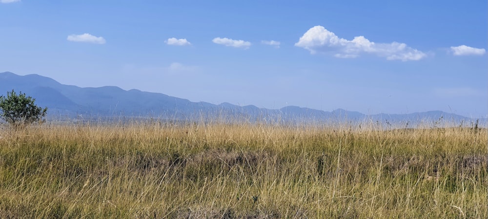 Un campo di erba alta con montagne sullo sfondo