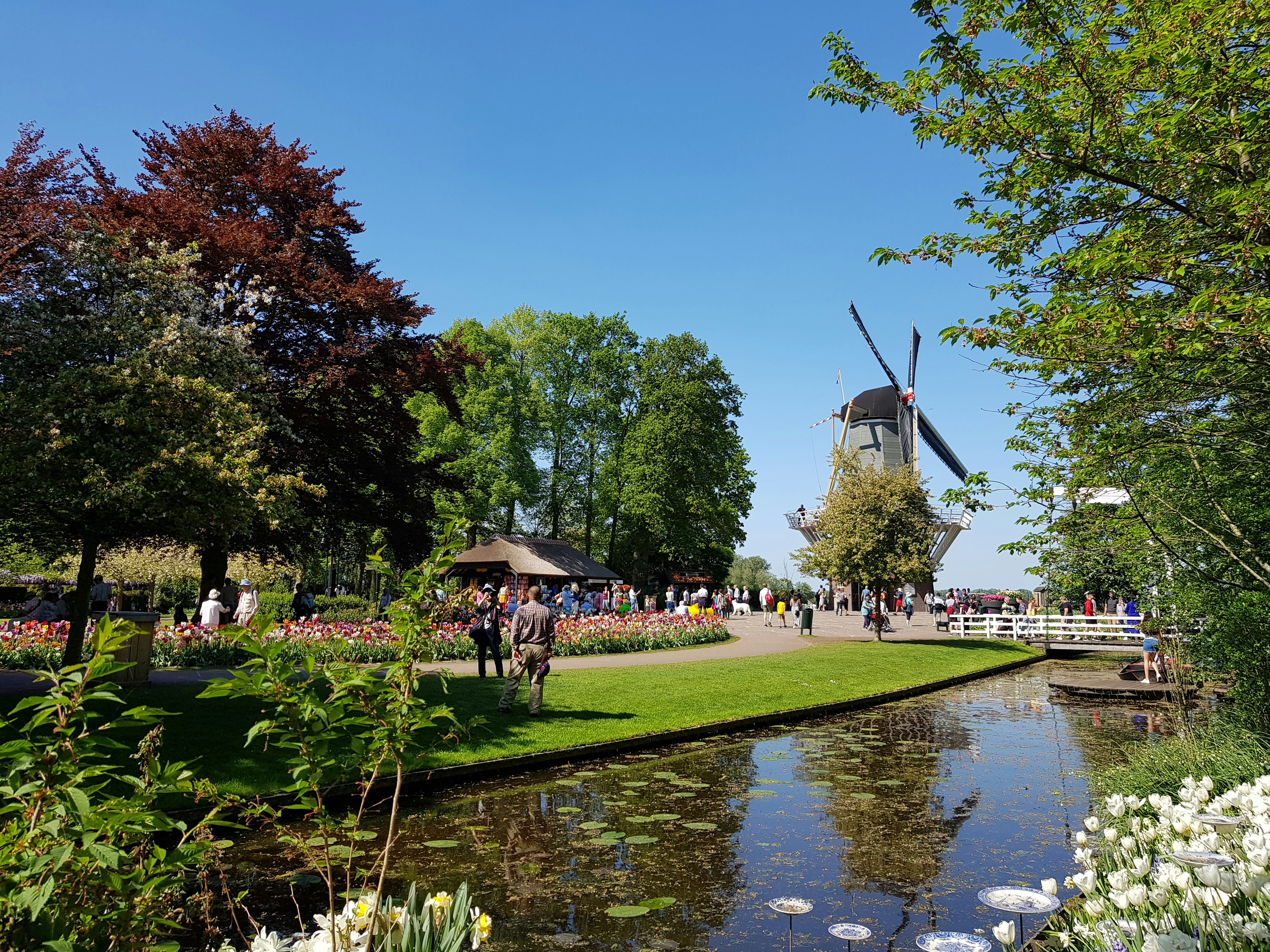 a pond with a park and a ferris wheel in the background