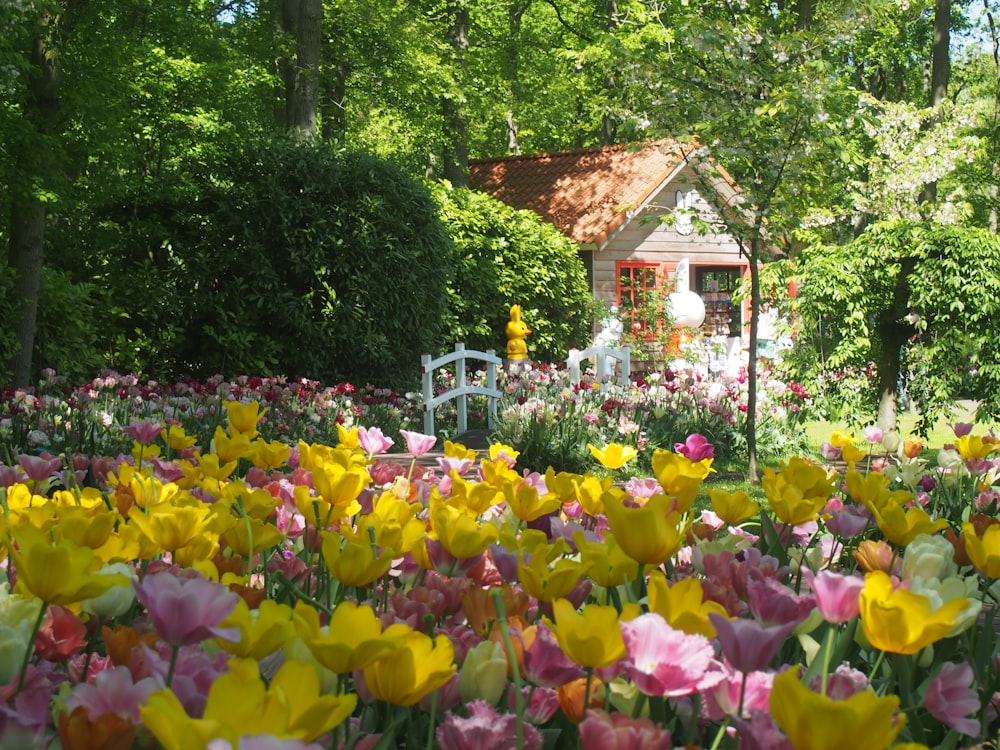 a garden of colorful flowers