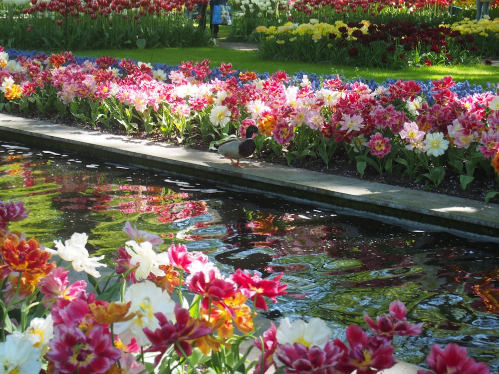 a pond with flowers and plants around it