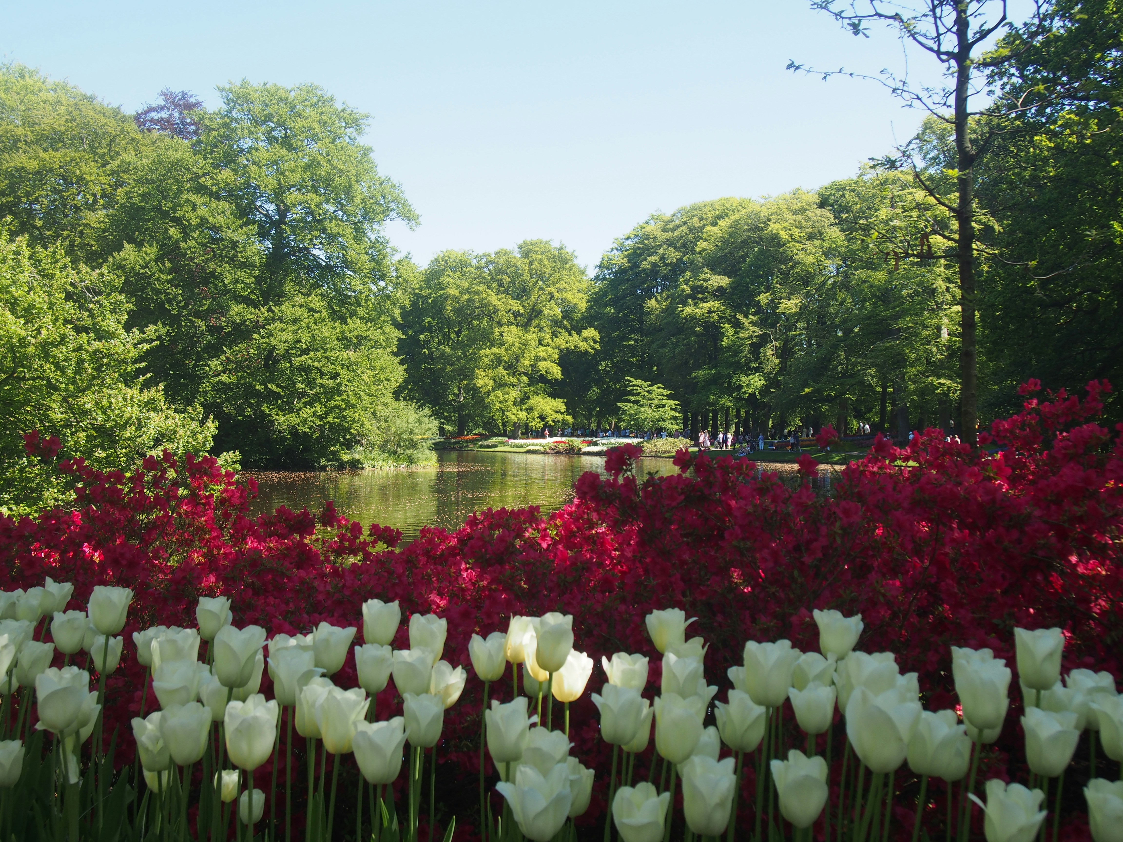 Raised vegetable beds with lush summer crops
