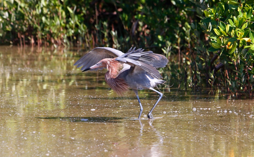 水の中に立つ鳥