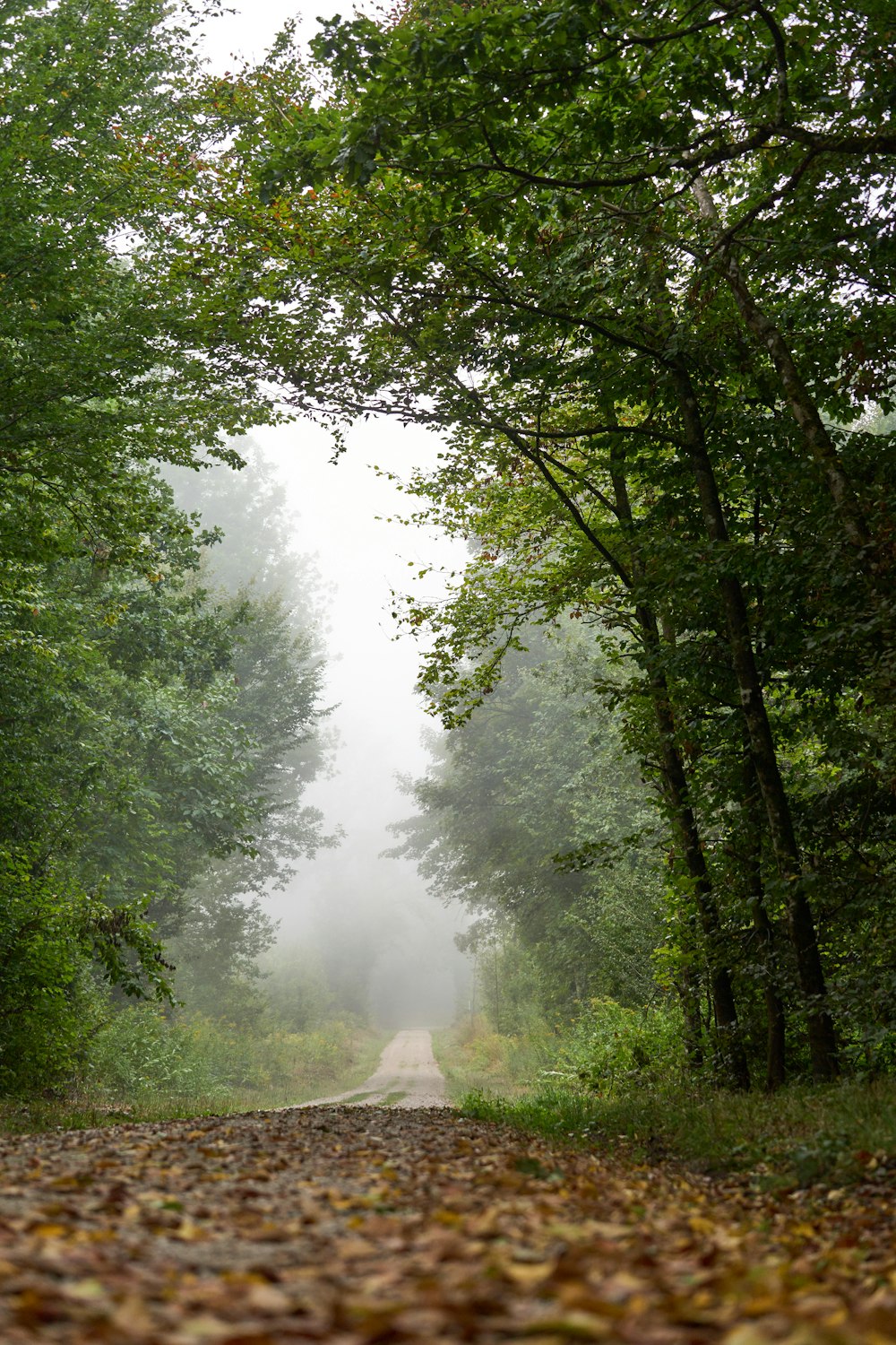 a road with trees on either side