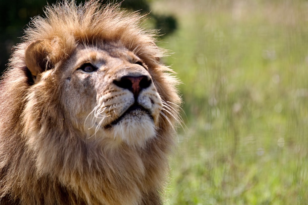 a lion in a grassy field