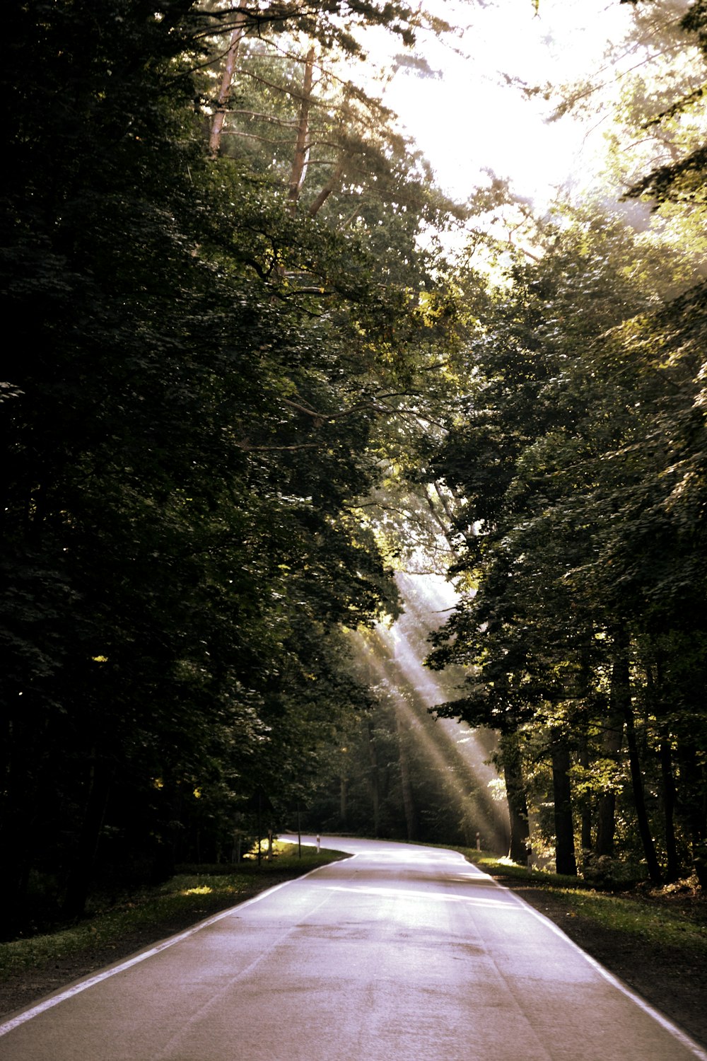 a road with trees on either side