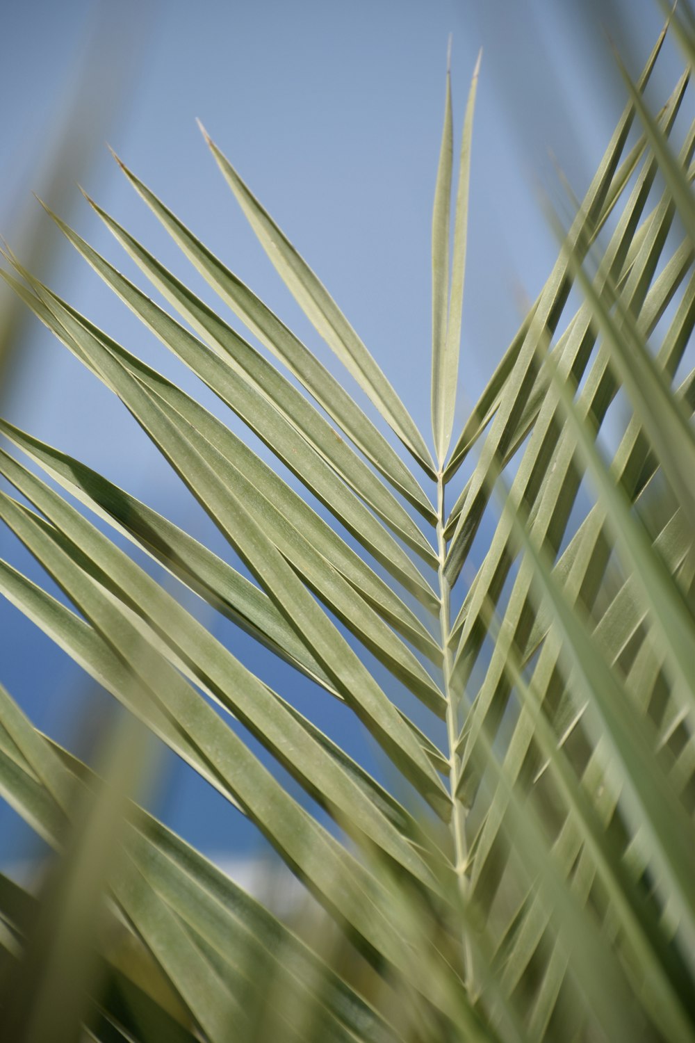 close-up of a plant