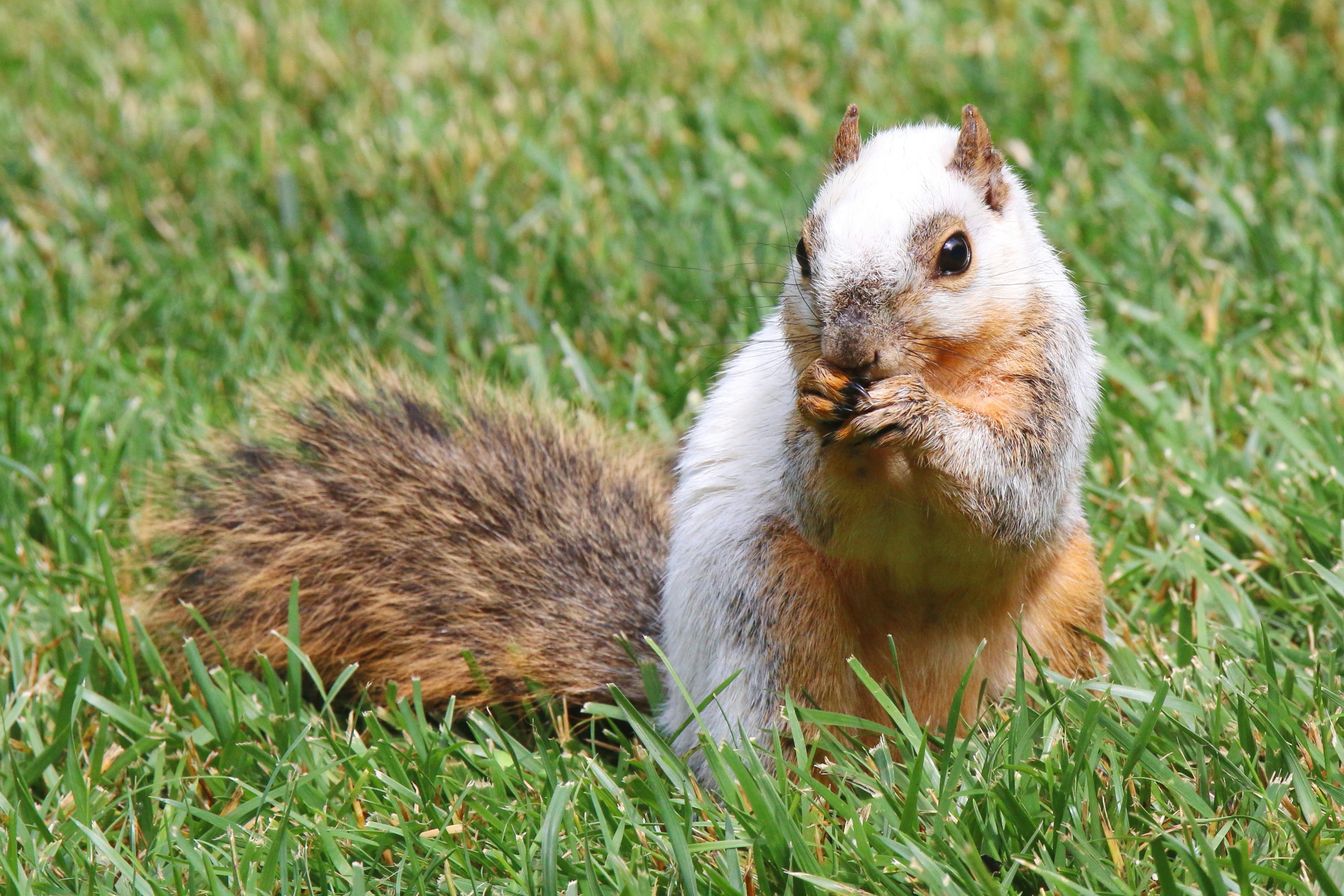 Photo by goldenplover31