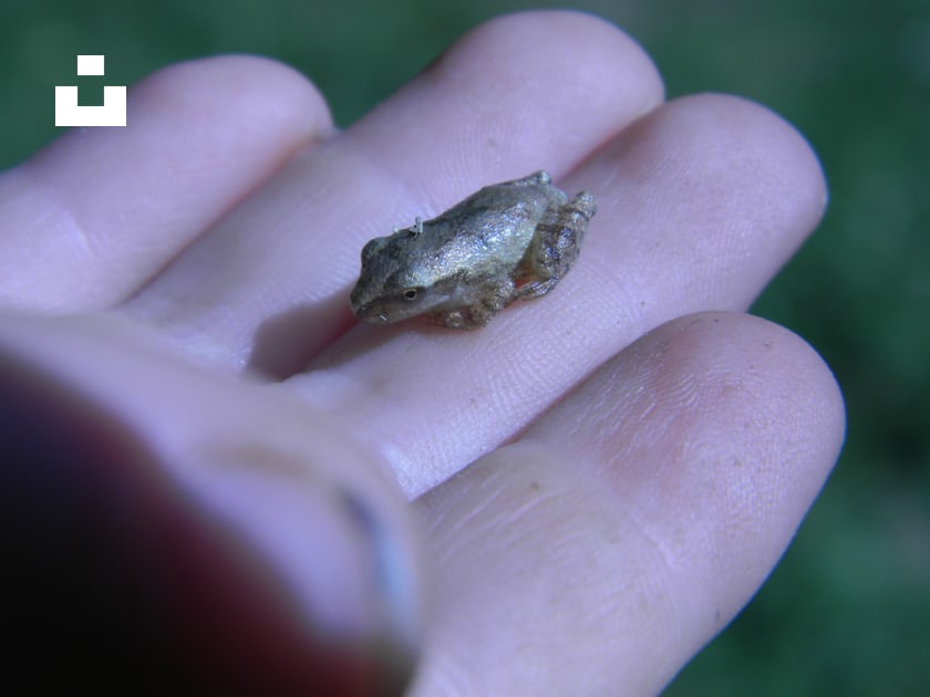 Une petite grenouille sur le doigt d'une personne photo – Photo Grenouille  Gratuite sur Unsplash