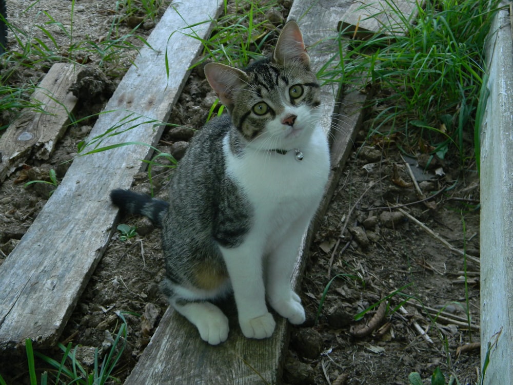 a cat sitting on a tree stump