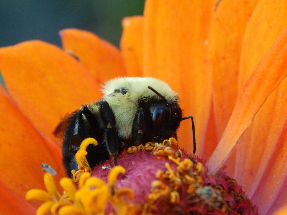 a bee on a flower