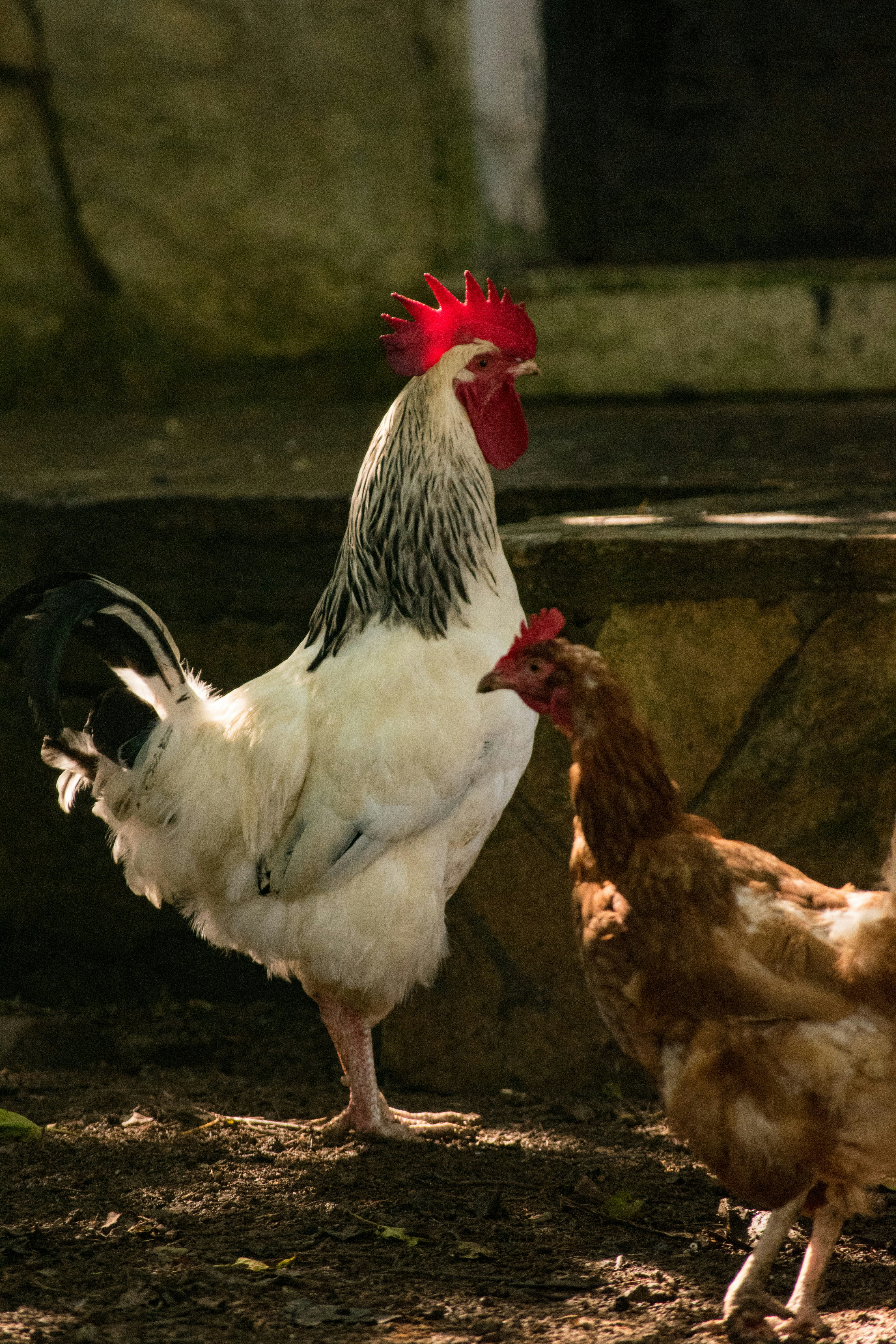 Les poules et l'engagement social : favoriser l'inclusion des personnes handicapées au sein de la communauté.