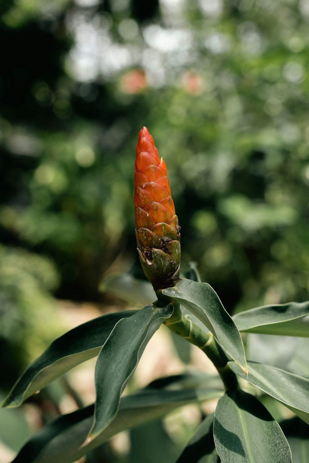 a flower with leaves