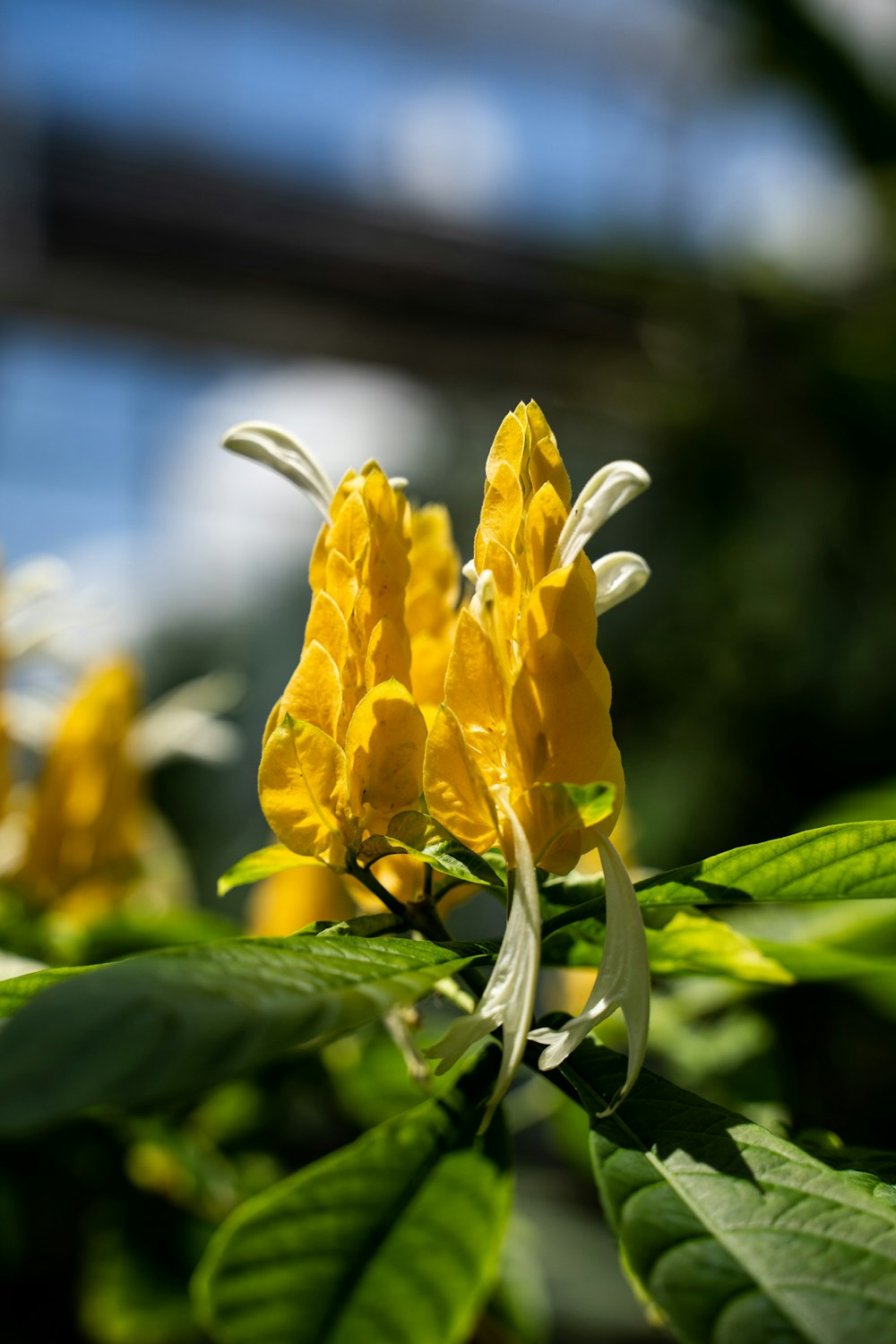 a close-up of a flower