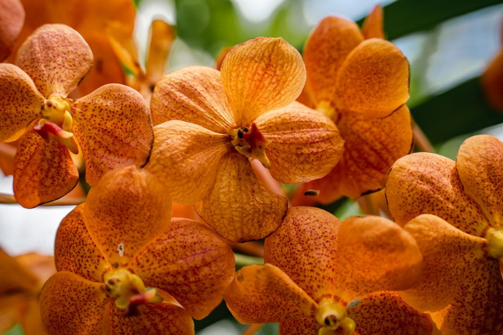 a close up of a flower