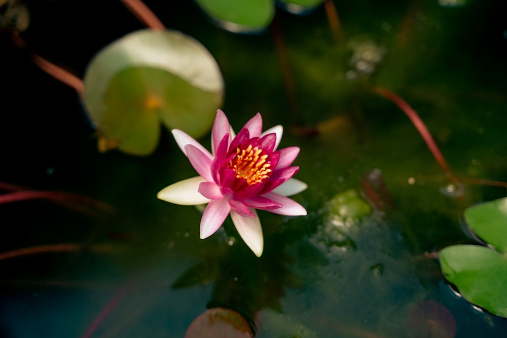 a pink flower in a pond